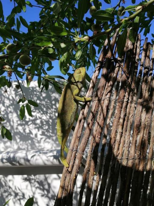 Casa Jardin. Vivienda Rural En Zona Tranquila. Villa Lucainena de las Torres Luaran gambar
