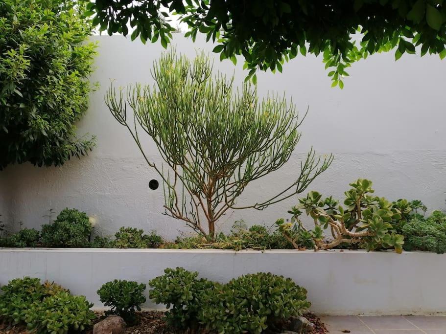 Casa Jardin. Vivienda Rural En Zona Tranquila. Villa Lucainena de las Torres Luaran gambar